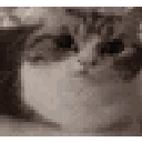 catcatmeme animated Discord emote | Regular Name's Community Canvas