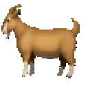 88964rainbowgoat