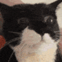 nommcat Discord emoji