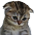 sadness custom emote | 𝐌𝐨𝐨𝐧 𝐜𝐡𝐢𝐥𝐥 𝐜𝐥𝐮𝐛