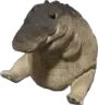 gator gator