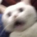 cat_scared