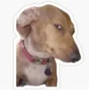 dogsus