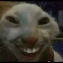 SU_teehee
