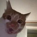 WHAR