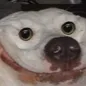 doge_smile