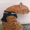 a648b5d1b3a421680f25d1e282867910