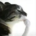 9cc06e9ba507519db201eacffabf80b5