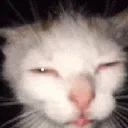 catkitty