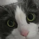 eyes