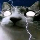 gato_god838