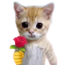 catRose catRose