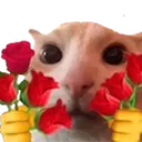 catRoses