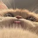 cat_blep
