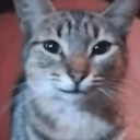 smirk_cat Discord Emoji - no drugs, no fun