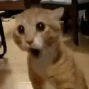 amazed