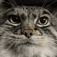 pallascat_stare