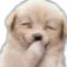 pupgiggle