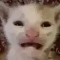 shockedcat
