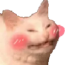 catblush catblush