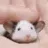 small_idiot_hamster_pet_kill_die