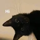 hi