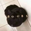 boobs