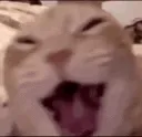 muaha