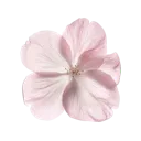blossom