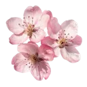 blossom2