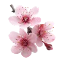 blossom3