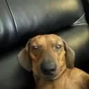 dogger