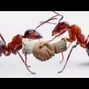 antshake
