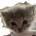 goose