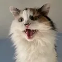freyjaMeow
