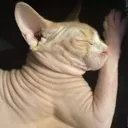 pablo