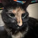peanut