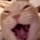 Laughing_Cat custom emote | Talking buddies