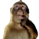 monkeHMMMM