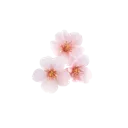 blossom4