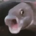 :fishui: