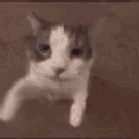 kissi animated Discord emote - ✦Sleepy Hollow✦