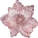 blossom5