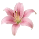 blossom6