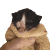 catA animated Discord emote - Makai 18+