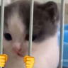 catInPrision Discord Emoji - Makai 18+