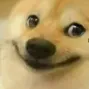 doggo_happy doggo_happy