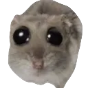 WEMMEIN