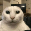 A close-up of a white cat with wide, unblinking eyes and a flat, blank expression.