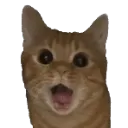 woahCat